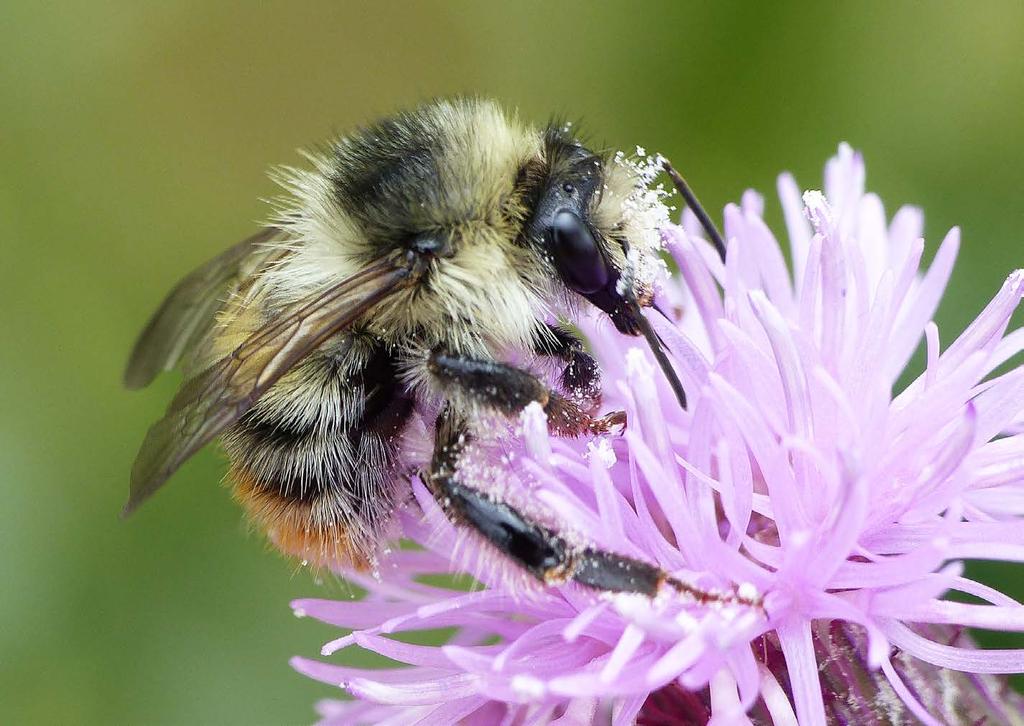 Reemer 2018 Basisrapport voor de Rode Lijst bijen Figuur 7. De boshommel Bombus sylvarum is in de periode 2002-2016 nog maar twee keer in Nederland gevonden.