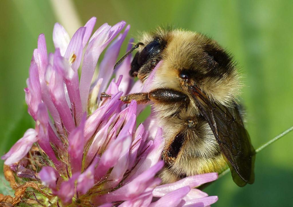 Rapport: EIS kenniscentrum Insecten Figuur 8.