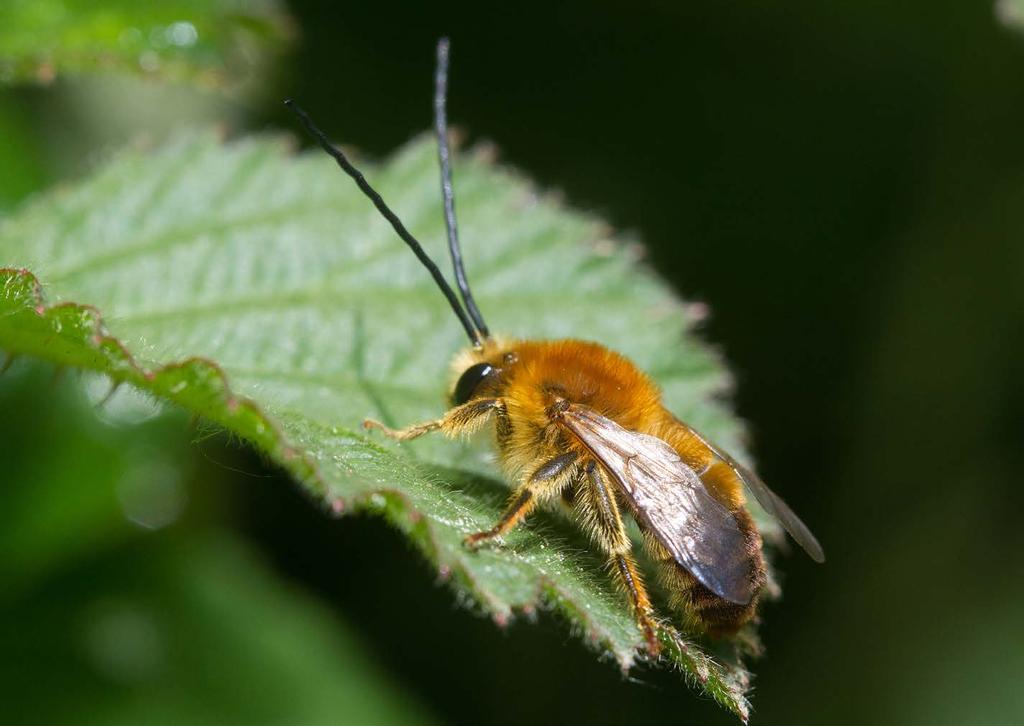 Reemer 2018 Basisrapport voor de Rode Lijst bijen Figuur 9. De gewone langhoornbij Eucera longicornis verzamelt uitsluitend stuifmeel van vlinderbloemen, zoals klavers, rolklavers en wikkes.