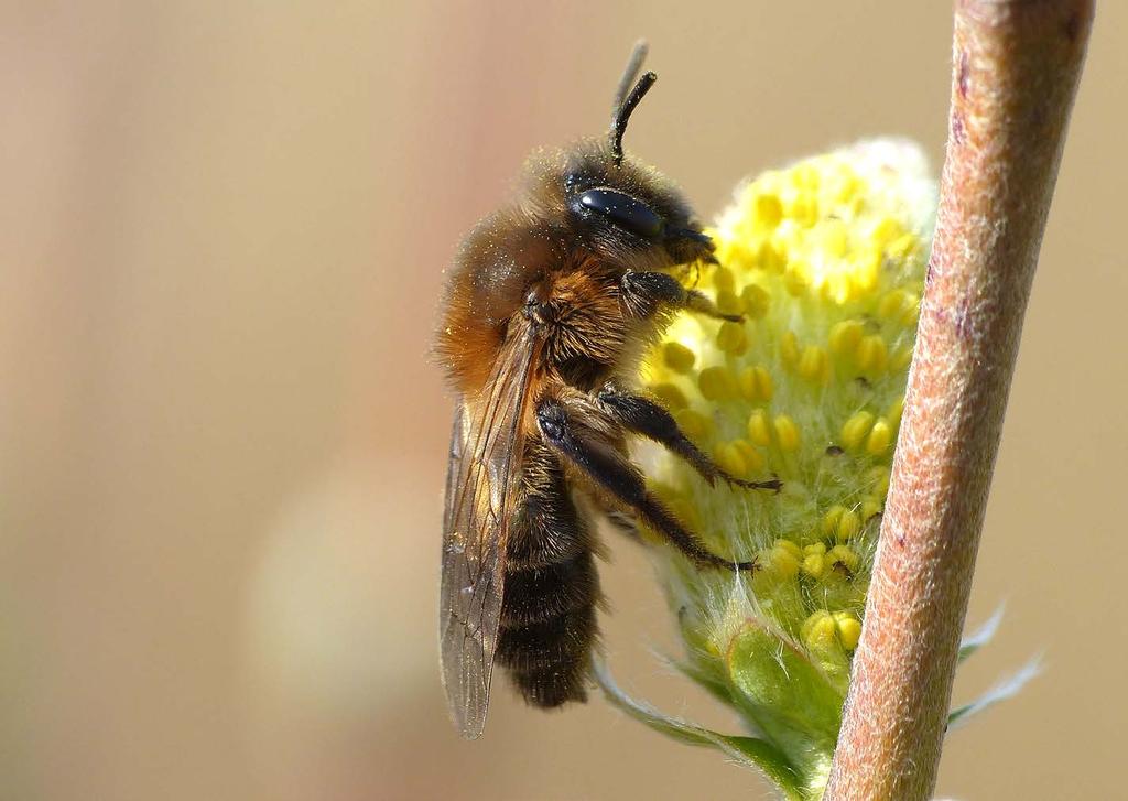 Reemer 2018 Basisrapport voor de Rode Lijst bijen Figuur 12.