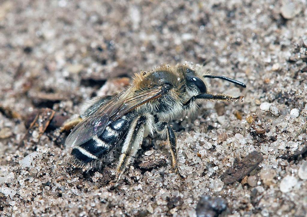 Rapport: EIS kenniscentrum Insecten Figuur 13. De zilveren zandbij Andrena argentata nestelt uitsluitend in stuifzanden.