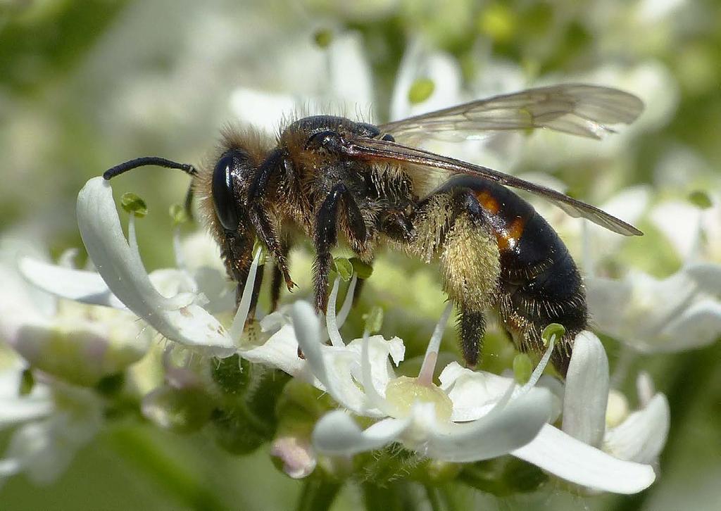 Reemer 2018 Basisrapport voor de Rode Lijst bijen Figuur 15. De roodrandzandbij Andrena rosae (Rode Lijst: Bedreigd) heeft een bijzondere levenswijze.