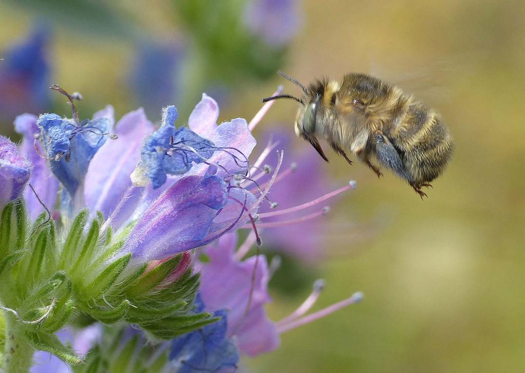 Reemer 2018 Basisrapport voor de Rode Lijst bijen Figuur 16. Deze kattenkruidbij Anthophora quadrimaculata bezoekt de bloemen van slangenkruid, maar de soort is ook regelmatig op kattenkruid te zien.