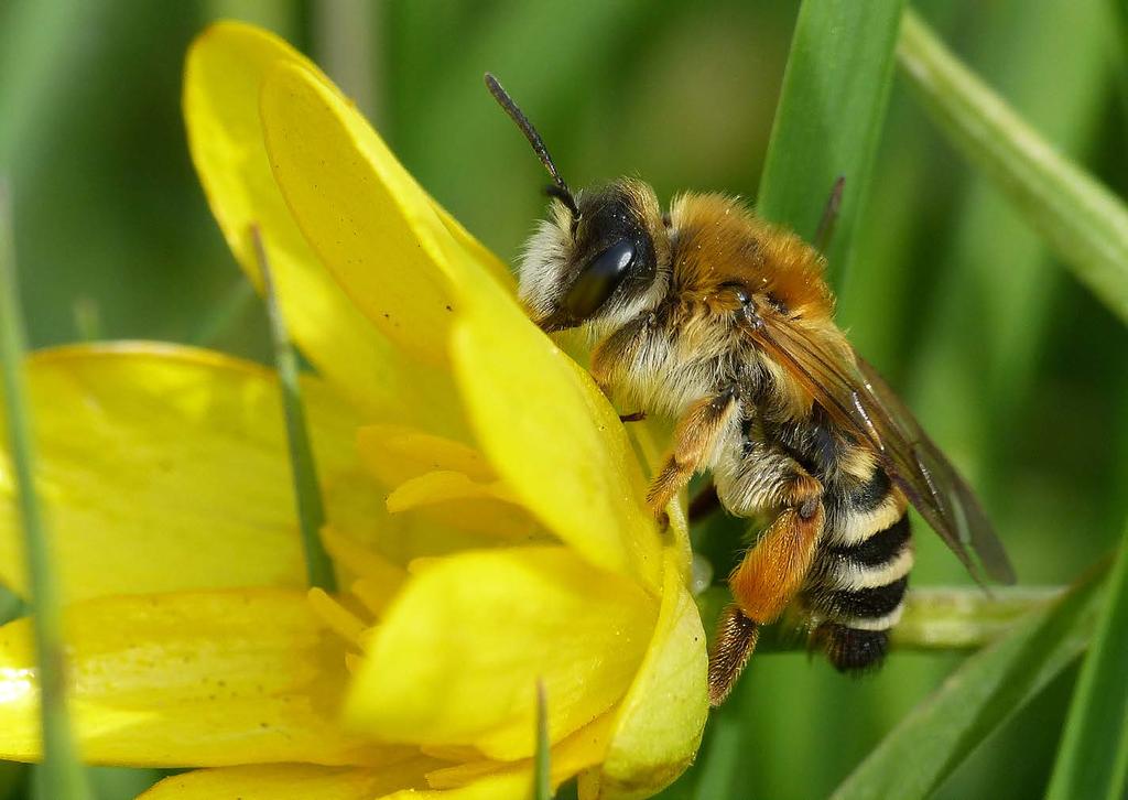 Reemer 2018 Basisrapport voor de Rode Lijst bijen Figuur 20. De weidebij Andrena gravida (Rode Lijst: Kwetsbaar) komt veel voor in kleinschalige, bloemrijke weidegebieden.