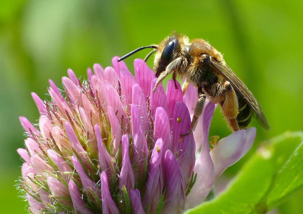 Reemer 2018 Basisrapport voor de Rode Lijst bijen Figuur 22. De geelstaartklaverzandbij Andrena wilkella (Rode Lijst: Kwetsbaar) is een echte klaverspecialist.