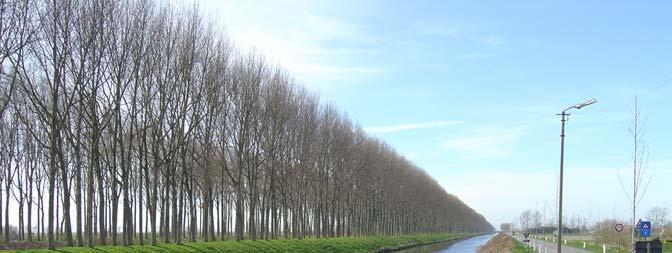 Figuur 61: Situatie te Oostkerke met recent aangeplante bomenrijen op de rechteroever De impact is verschillend voor de verschillende segmenten van het kanaal.