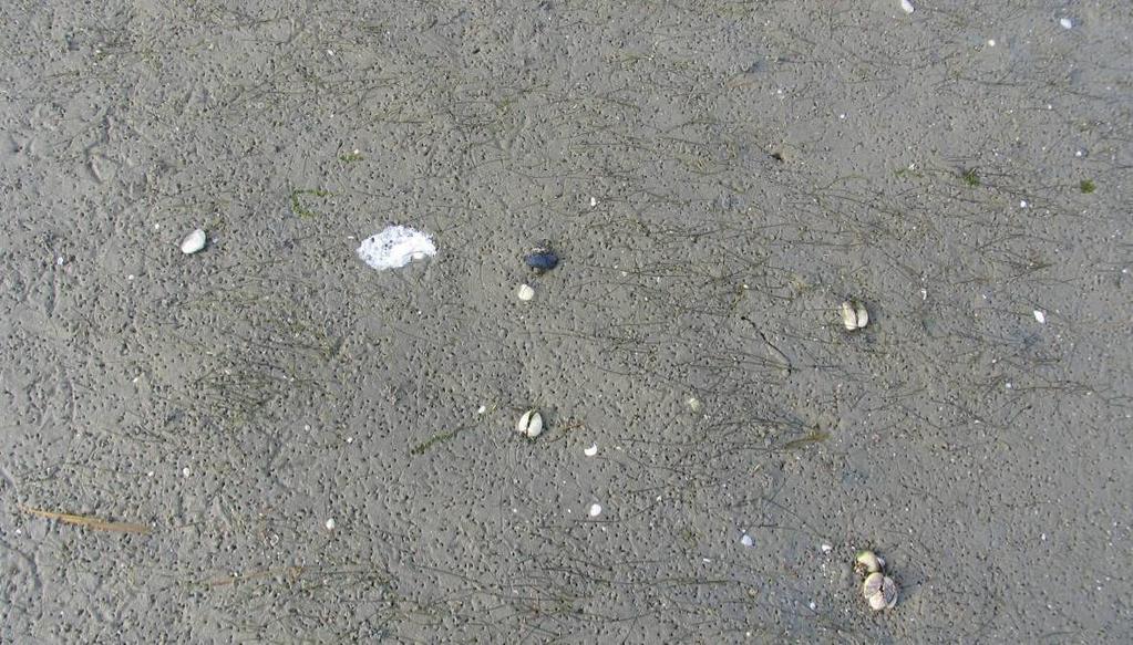 Foto 7: Zeegrasbedekking van natuurlijke zeegraspopulatie Dortsman Noord is gedaald tot nog geen 1%, en er liggen meer schelpen aan het oppervlak dan in