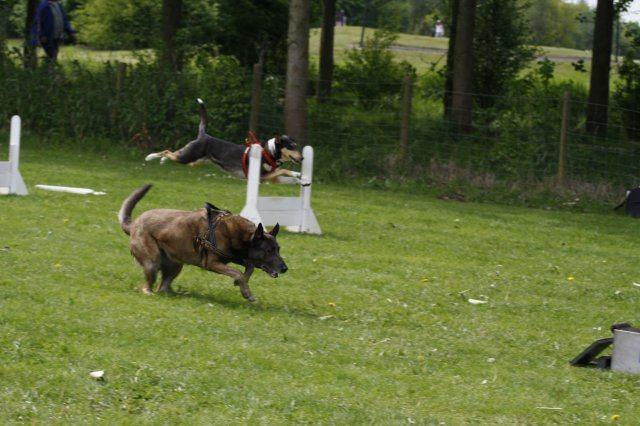 GG demonstratie Daarna volgden een Agility demonstratie, Flyball demonstratie met eigen teams, en een Breitensport demonstratie.