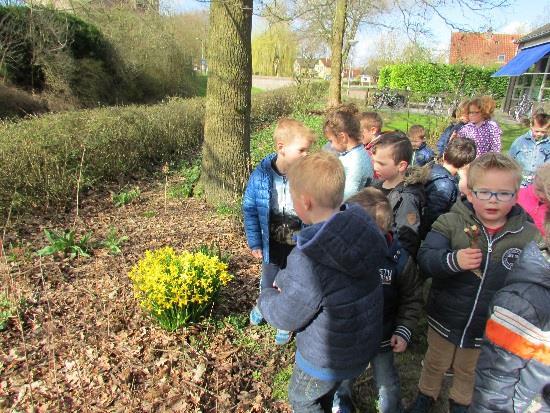 (Er staan foto s op onze website, bij groep 1-2) Wiep nam een bosje narcissen mee naar school, wat leuk, nu konden we de bloemen goed bekijken.