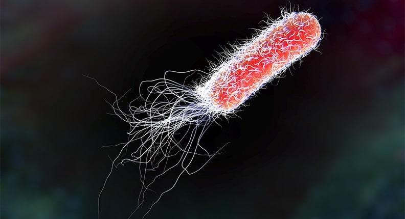 Het is een darmbacterie die vaak gebruikt wordt als model voor bacteriën in het algemeen. De bacterie is genoemd naar de Duitse microbioloog Theodor Escherich.