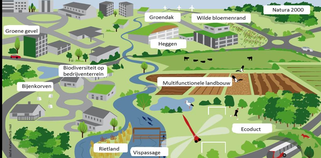 Groene infrastructuur als middel Een netwerk van gezonde ecosystemen