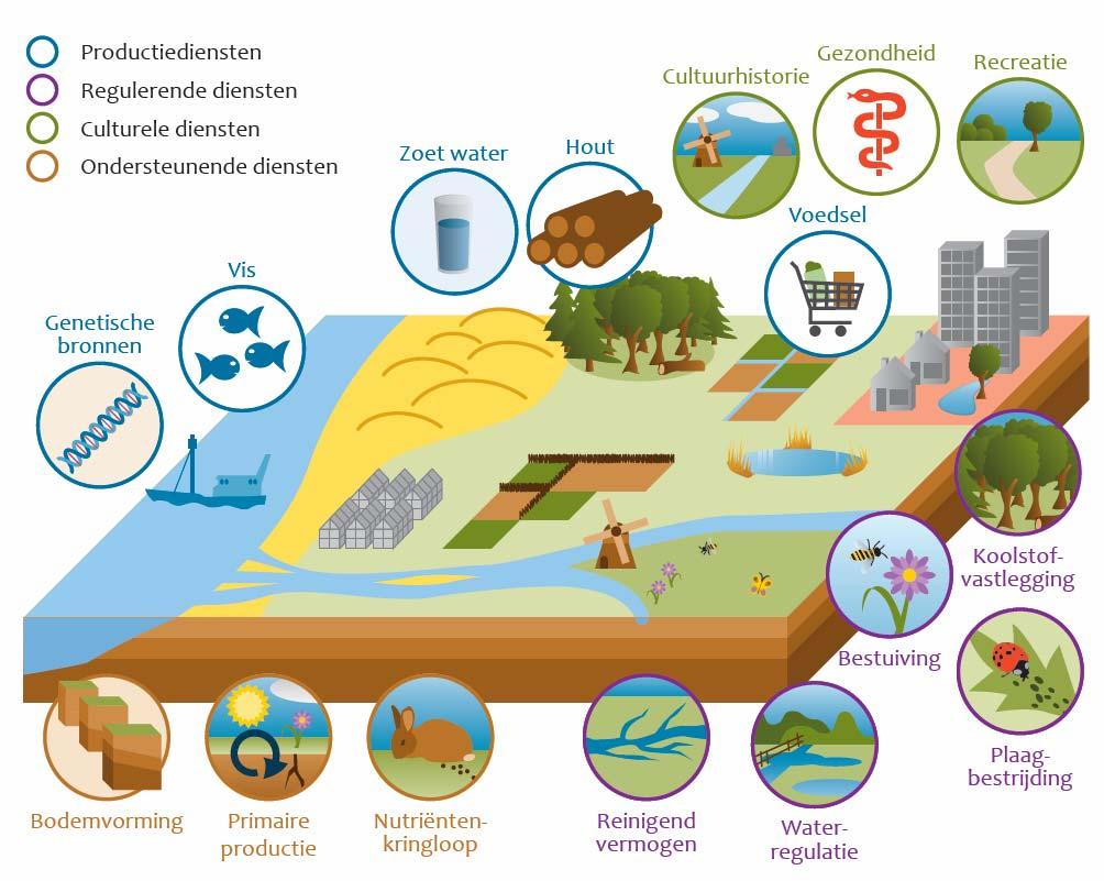 Wat zijn ecosysteemdiensten? Door het functioneren van ecosystemen aan de mens geleverde diensten.