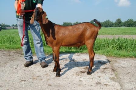 Speelman, Roderwolde Sven vd Nieuwe Eisch Fam.