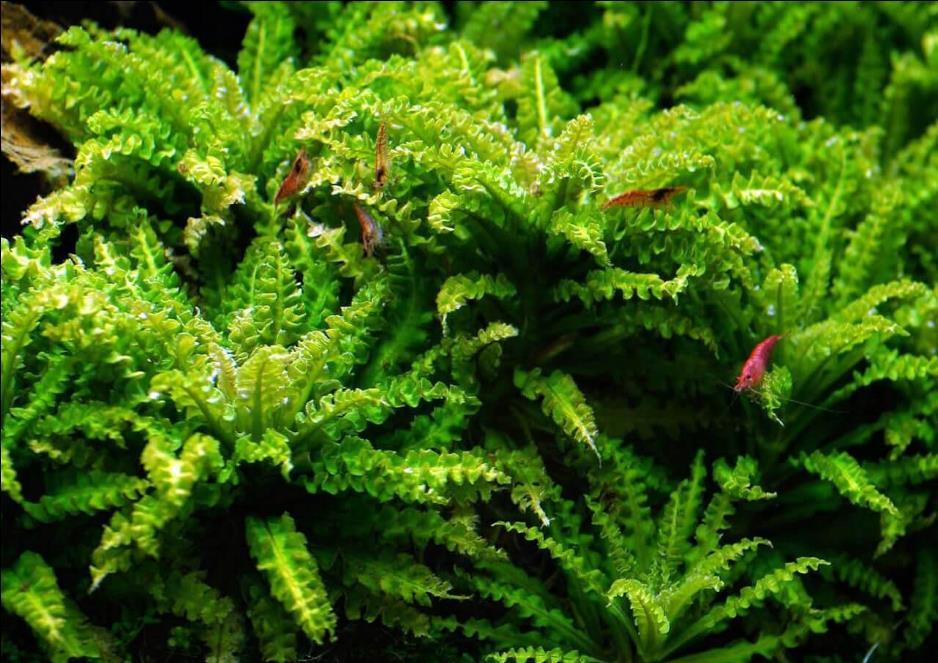 Aqua Spiegel heeft een bijzondere groene kleur. Vissen en aquariumliefhebbers vinden het plantje een lust voor het oog.