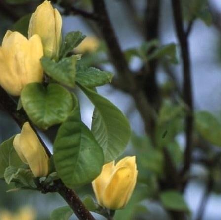 Beverboom - Magnolia Brooklynensis Yellow Bird Ter herinnering aan iemand die op latere leeftijd tot volle bloei kwam, het leven van de zonnige kant bekeek, ook als er wat tegenwind was.