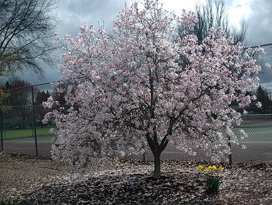 Beverboom - Magnolia loebneri Leonard Messi Ter herinnering aan iemand die op latere leeftijd tot volle bloei kwam, hield van roze en jarig was in april/mei of aan die periode in het jaar goede