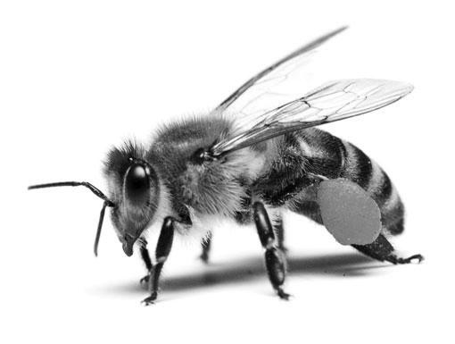 vergroten van voedselaanbod en nestgelegenheid voor wilde bijen in Nederland. Heel Nederland komt dan ook in actie voor de wilde bijen. Dat is hard nodig, want bijen hebben het zwaar in Nederland.
