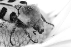 van diepere bloemen met klein landingsvlak bijen hebben een kortere tong 5-6 mm ze zoeken nectar en stuifmeel hommels hebben