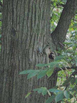 BOOM IN DE ZOMER (t.kastanje, robinia, els) waarneemvel 1b WAT IS DE NAAM VAN JULLIE BOOM?.. 2. WELK SCHORSPLAATJE PAST BIJ JE BOOM? (kruis aan) hoe voelt deze schors?