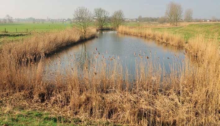 Paardeweide: veiligheid gecombineerd met wetland Vilda - Yves Adams In Berlare en Wichelen, op de linkeroever van de Schelde, ligt Paardeweide.