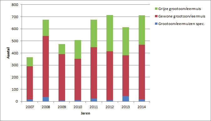 NEM Meetnet Zoldertellingen Vleermuizen Grootoorvleermuizen Meest aangetroffen tijdens de zoldertellingen zijn grootoorvleermuizen (figuur 4 en 5).