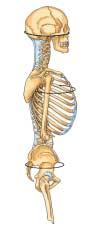 De Figure twee 8 heupbeenderen, The two hip bones,
