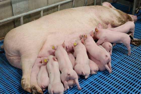 De biggen hebben alle ruimte om het uier te bereiken en heerlijk te drinken. Voldoende vreetruimte Vreetruimte is er in elk geval te over.