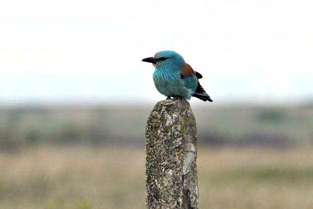 Sperwergrasmus Zagen we ze in de Rhodopen al goed, één vogel tijdens de fall maakte er een hele show van door op korte afstand op kruiwagens en raamkozijnen van een schuur te