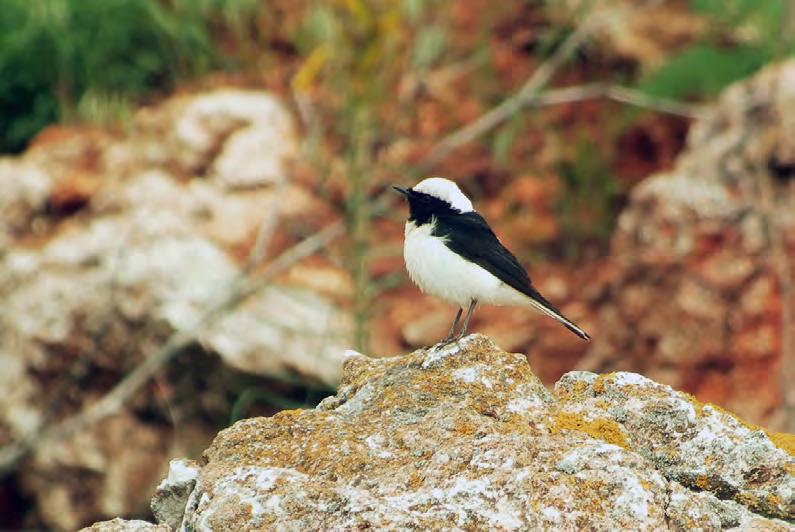 Bonte Tapuit is voor de meeste mensen een nieuwe soort. Rondom Kaliakra zijn ze makkelijk te vinden. Op de kaap zelf zitten veel vogels.