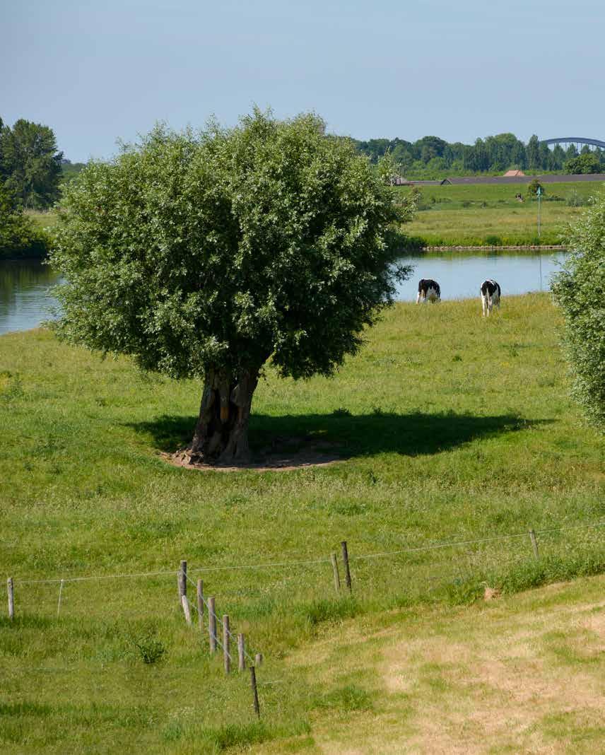 Schalkwijker Buitenwaard Natuurontwikkeling en