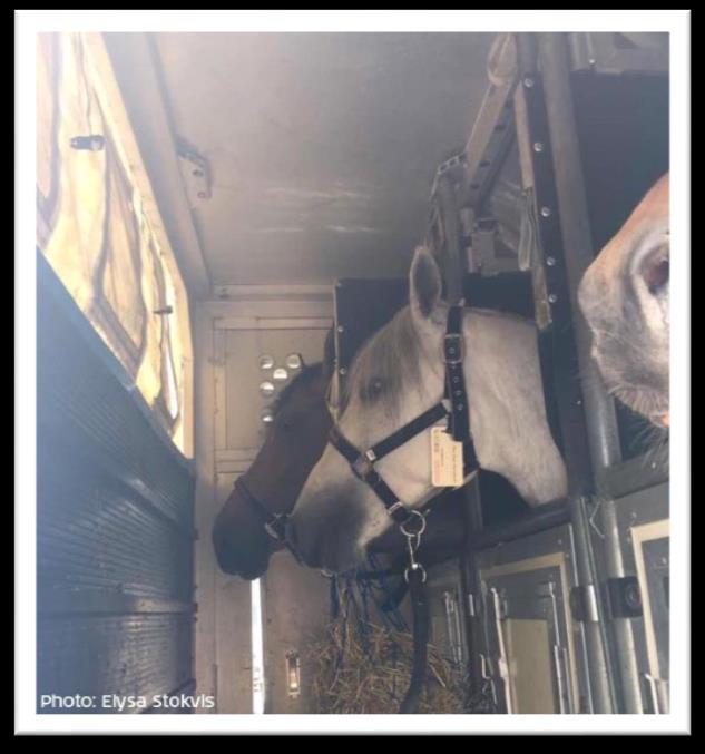 Tijdens het taxiën verdelen wij onszelf over de containers. De paarden staan met hun neus naar de vliegrichting.