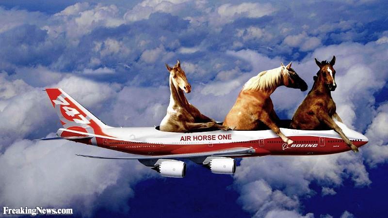 Het vervolg van de blog van Noor Gierveld van KLM paardenvervoer.
