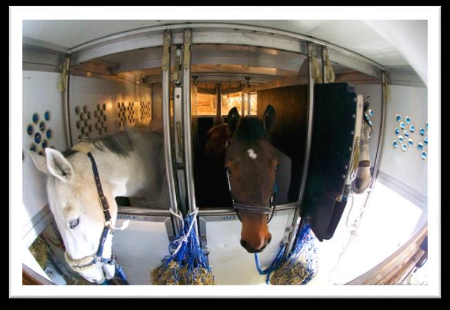 Aan boord gaat er naast flying horse grooms, altijd een animal attendant mee. De laatste heeft de eindverantwoordelijkheid voor het vervoer van de dieren.