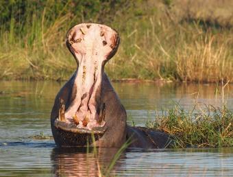 s Middags een boottocht op de Chobe rivier.