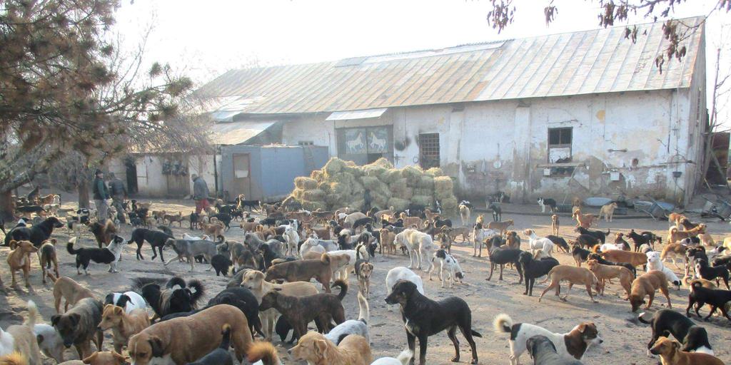 Met de donaties voor het hulpproject in Nis van Sasha, die meer dan 800 dieren heeft opgevangen, konden gelukkig extra voer en stro worden aangekocht, om de dieren door de strenge winter heen te