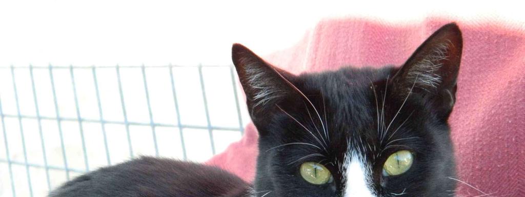 4. Adopties van honden en katten uit het buitenland.