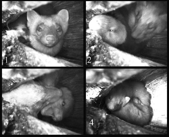 Foto 1 Video-opnamen van de nestholte in de berk op de Galgenberg. Linksboven (1): het moertje in de middag van 6 mei. Rechtsboven (2) en linksonder (3): interactie tussen de moer en de jongen.
