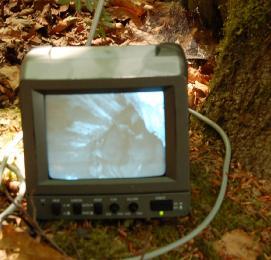 Ook in 2006 is de hengcamtechniek ingezet om te kijken of er naast een volwassen boommarter ook jongen huizen in bewoonde bomen en zo ja, hoeveel.