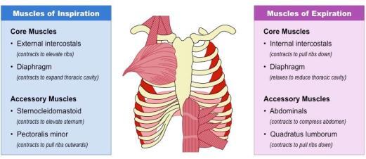 1 Bulbar onset (%) 10% 29% ALSFRS-R 42.4 42.2 ALSFRS-R slope -0.2-0.