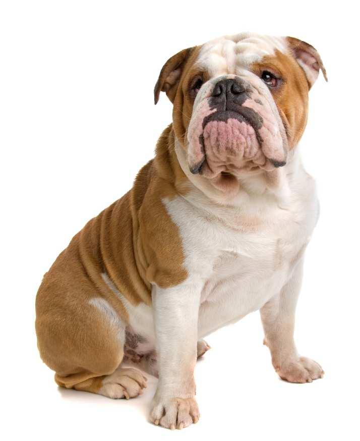 Zo is het uithoudingsvermogen van de Engelse Bulldog niet zo groot en kunnen ze slecht tegen warmte. De hedendaagse Engelse Bulldog is een echte gezelschapshond die graag bij zijn mensen is.