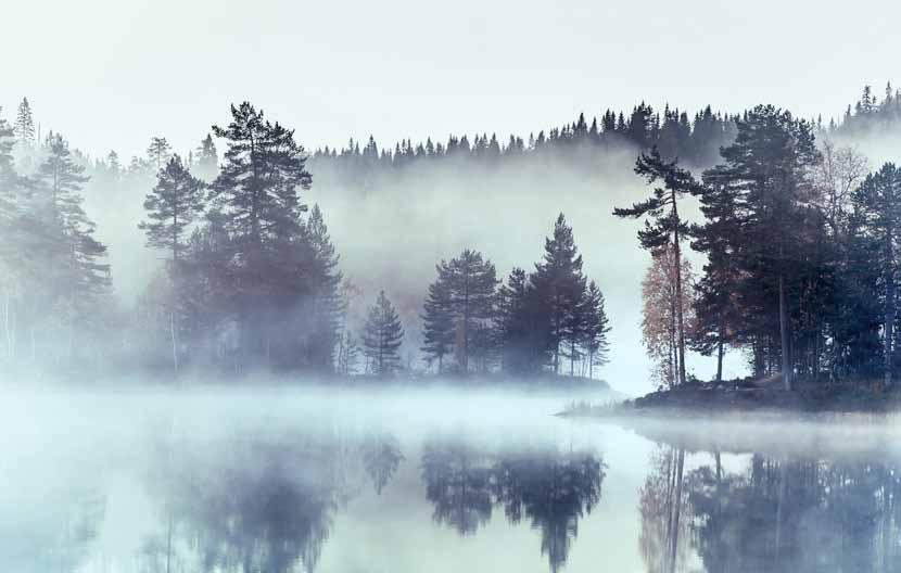 NORDIC SHIMMER In het water weerspiegelde grijze luchten vormen een perfect decor voor bomen Zacht licht en ingetogen kleuren Natuurlijk