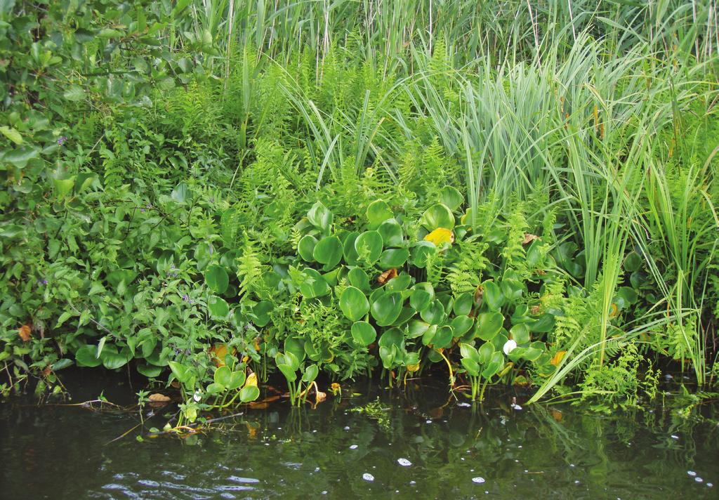 Fig 11.5 Verlandingsvegetatie langs de beschutte, westelijke oever van de chutsloterwijde Met onder andere Bitterzoet, Moerasvaren, Moeraszegge, Riet en langewortel. Foto: Ronald Bijkerk. 11.1.4 Vegetatie in Nederlandse wateren Meren In het open water van ondiepe, heldere meren groeien ondergedoken vegetaties van fonteinkruiden en kranswieren tot enkele meters diep.