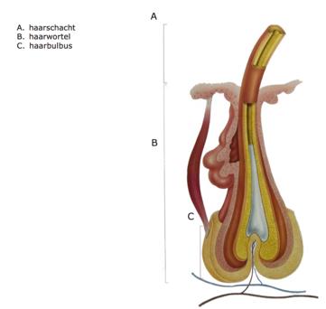 Huidadnexen, haren en nagels De haren Het haar groeit vanuit het haarzakje.