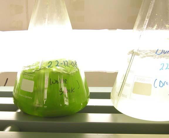 in het verschil in resultaten tussen algengroei in een glazen erlenmeyer met doorborrelen in 250 ml en geen algengroei bij dezelfde behandeling bij 2500 ml.