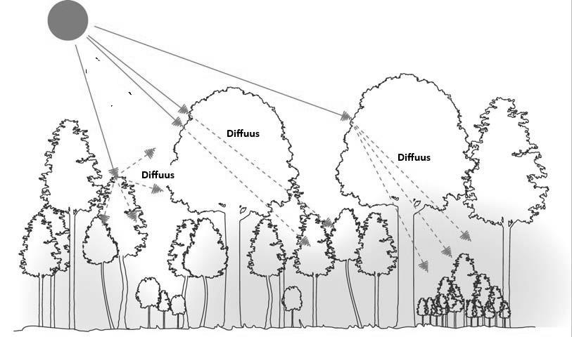 In ongelijkvormig bos valt het meeste zonlicht diffuus naar binnen (Bron: Forêt Wallonne asbl) In het ongelijkvormig hooghoutbeheer (FR: futaie irrégulière) wordt beslist om tot kapping over te gaan