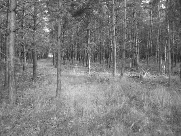 Ruimingpistes worden schuin tegenover de bosweg gelegd als er langhout moet uitgesleept worden (links). Bij de korthoutmethode maakt de richting minder uit.