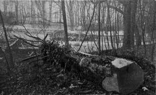 Een gevallen grootheid in Sonsbeek Met deze tekst opent een bericht bij een foto in 1910 in het tijdschrift de Spiegel. De kap van een boom in park Sonsbeek is dan landelijk nieuws.