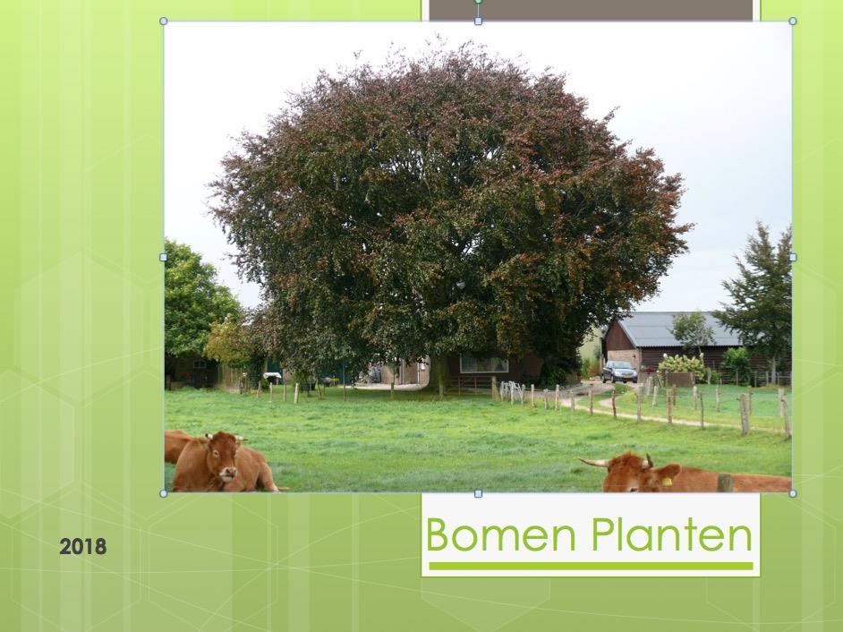 PRESENTATIE BOMENPLAN ISVW Bomenplan ISVW - Herplanten om variëteit te krijgen in leeftijd van het huidige bomenbestand.