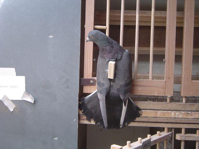 Volgens de voorschriften van de leveranciers zijn er twee methodes. Bij Pigeontrack wordt een "gareel" meegeleverd, te vergelijken met de bevestiging van een rugzak ( foto 5).