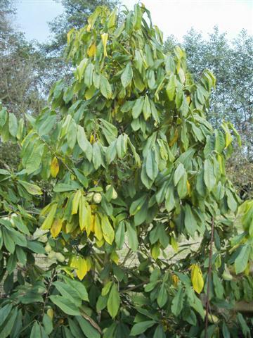 Beschrijving De pawpaw is een kleine éénhuizige boom (6-9 m) met duidelijk piramidevormige groeiwijze.